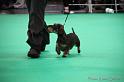 Crufts2011_2 1551